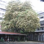 【歲月如歌年華之憶寫作班】加羅林魚木